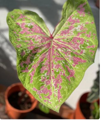 2 Bulb &acirc;��Seafoam Pink&acirc;�� Flower Caladium For Garden
