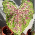 2 Bulb ‘Seafoam Pink’ Flower Caladium For Garden