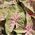 Flower Caladium 4 Bulb ‘Seafoam Pink’ For Garden