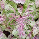 ‘Seafoam Pink’ Flower Caladium 8 Bulb For Garden