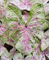 &acirc;��Seafoam Pink&acirc;�� Flower Caladium 8 Bulb For Garden