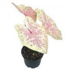 Caladium 16 Bulb For Garden ‘Seafoam Pink’ Flower