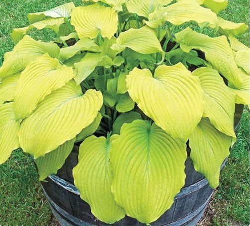 1 Bare Root Hosta "Banana Kid' Live Plant For Garden