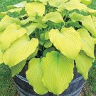1 Bare Root Hosta "Banana Kid' Live Plant For Garden