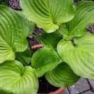 "Banana Kid' Live Plant 2 Bare Root Hosta For Garden