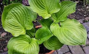 "Banana Kid' Live Plant 2 Bare Root Hosta For Garden