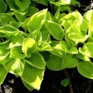 Live Plant 4 Bare Root Hosta "Banana Kid' For Garden