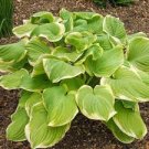 Live Plant 8 Bare Root Hosta "Banana Kid' For Garden