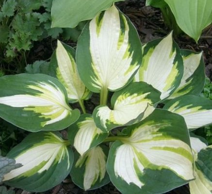 Live Plant 1 Bare Root Hosta &acirc;��Color Festival For Garden