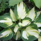 Live Plant 1 Bare Root Hosta ‘Color Festival For Garden