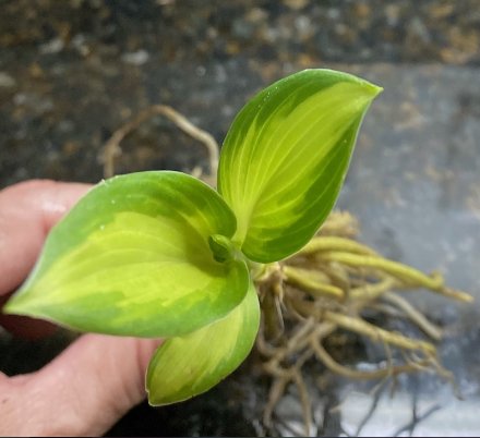 Live Plant 2 Bare Root Hosta &acirc;��Color Festival For Garden