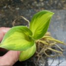 Live Plant 2 Bare Root Hosta ‘Color Festival For Garden