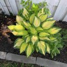 4 Bare Root Hosta Live Plant ‘Color Festival For Garden