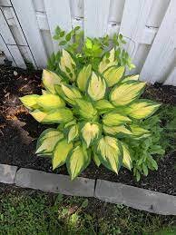 4 Bare Root Hosta Live Plant &acirc;��Color Festival For Garden