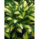 Live Plant ‘Color Festival 8 Bare Root Hosta For Garden