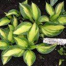 Live Plant ‘Color Festival 16 Bare Root Hosta For Garden