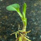 Hosta ‘Blue Mouse Ears’ Live Plant 2 Bare Root For Garden