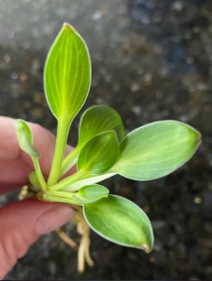 Live Plant 16 Bare Root Hosta &acirc;��Blue Mouse Ears&acirc;�� For Garden