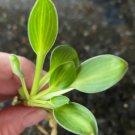 Live Plant 16 Bare Root Hosta ‘Blue Mouse Ears’ For Garden