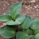 8 Bare Root Live Plant Hosta ‘Blue Mouse Ears’ For Garden