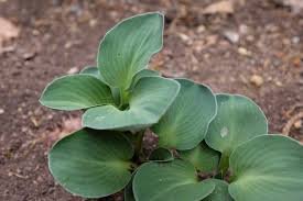 8 Bare Root Live Plant Hosta &acirc;��Blue Mouse Ears&acirc;�� For Garden