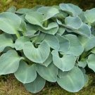 Hosta ‘Blue Mouse Ears’ For Garden Live Plant 32 Bare Root