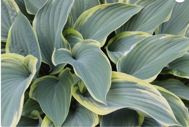 Live Plant 1 Bare Root Hosta 'First Frost' For Garden