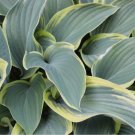Live Plant 1 Bare Root Hosta 'First Frost' For Garden