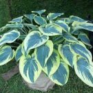 4 Bare Root Hosta 'First Frost' Live Plant For Garden