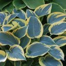 'First Frost' Live Plant 8 Bare Root Hosta For Garden