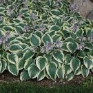 16 Bare Root 'First Frost' Live Plant Hosta For Garden