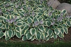 16 Bare Root 'First Frost' Live Plant Hosta For Garden