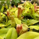 1 Nepenthes St. Gaya Starter Plant Live Plant For Garden