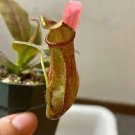 Live Plant 4 Nepenthes Starter Plant St. Gaya For Garden