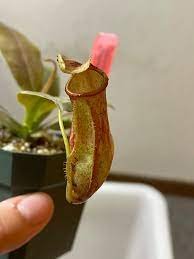 Live Plant 4 Nepenthes Starter Plant St. Gaya For Garden