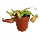 Starter Plant St. Gaya For Garden Live Plant 8 Nepenthe