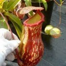 For Garden Live Plant 16 Starter Plant St. Gaya Nepenthe