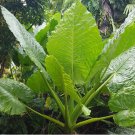 1 Alocasia Borneo King Starter Plant For Garden Live Plant
