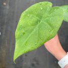 Starter Plant 8 Alocasia Borneo King For Garden Live Plant
