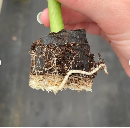 Alocasia Borneo King For Garden Starter Plant 16 Live Plant