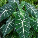 1 Alocasia Frydek Elephant Ear Starter Plant For Garden Live Plant
