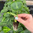 Live Plant 2 Alocasia Frydek Elephant Ear Starter Plant For Garden