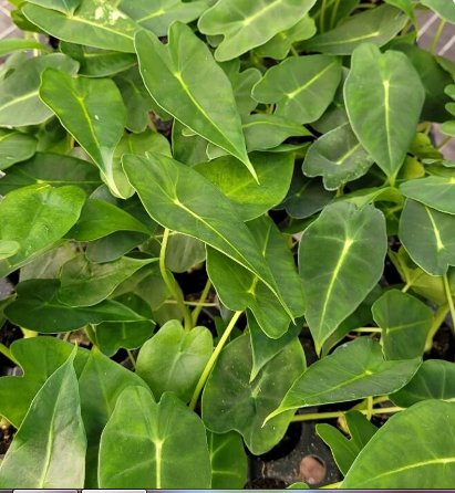Frydek Elephant Ear Starter Plant Live Plant 4 Alocasia For Garden