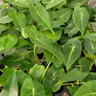 Frydek Elephant Ear Starter Plant Live Plant 4 Alocasia For Garden