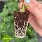 Frydek Elephant Ear Live Plant 16 Alocasia For Garden Starter Plant