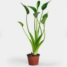 1 Alocasia Tiny Dancers Starter Plant For Garden Live Plant