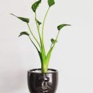 Alocasia Tiny Dancers Live Plant 4 Starter Plant For Garden