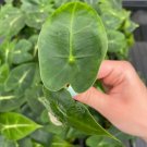 Live Plant 8 Starter Plant For Garden Alocasia Tiny Dancers