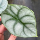 1 Live Plant Alocasia Silver Dragon Starter Plant For Garden