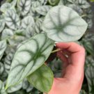 Alocasia Silver Dragon Starter Plant 2 Live Plant For Garden